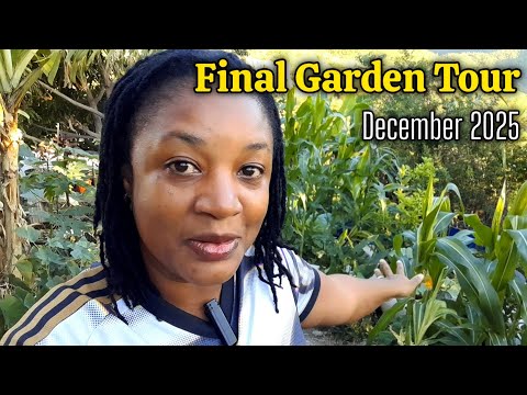 Final Full Garden Tour For 2025/December Garden Never Looked Better