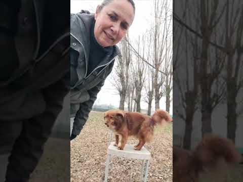 Video di AARON