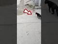 Horrible Cat Attack On Chicken