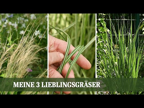 Meine drei Lieblingsgräser: vielseitige Multitalente im Garten