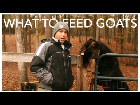 The Goat Feeding Guide