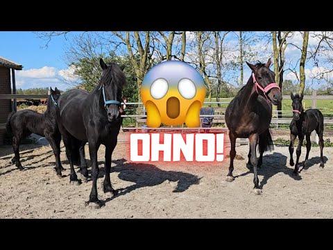 Ohno!! This was not the intention!! Hope it turns out fine | Friesian Horses