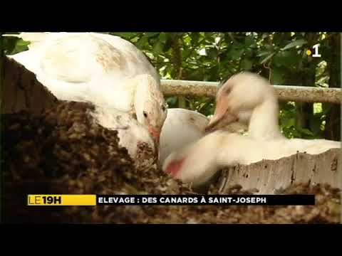 , title : 'Reportage élevage de canards à Saint-Joseph'