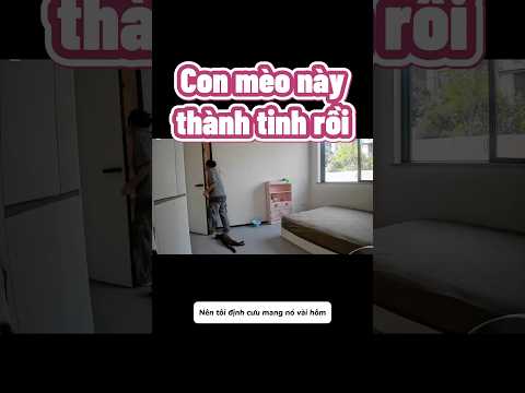 Mèo mà cũng biết diễn suất còn hơn con sen 🤣
