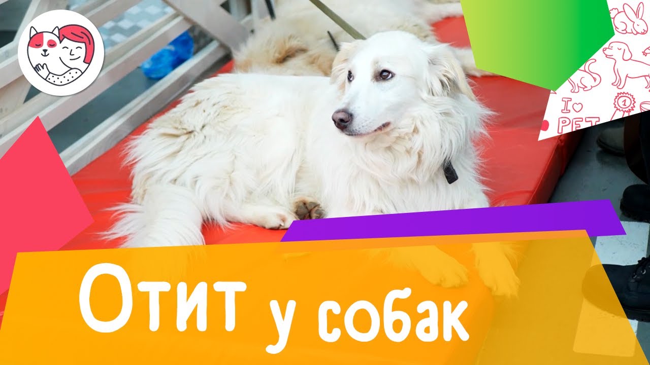 5 популярных вопросов про отит у собак