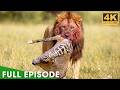 World S Deadliest Savage Africa FULL EPISODE Nature Animal Documentary
