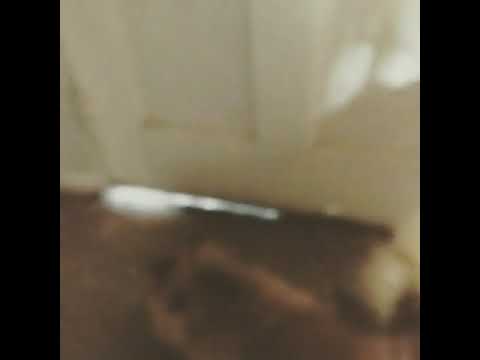 Jackaboo Dog Training video.