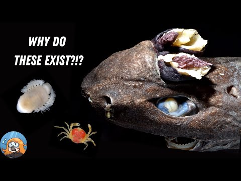 The Worst Parasites in the Ocean