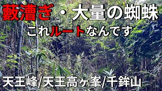 I hiked up Nakazatoyama in Kyoto (Tennomine Peak) and was surprised by the amount of bushes and s...