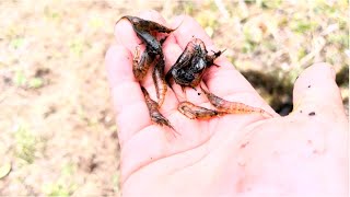 魚とエビで唐揚げ作ってみた