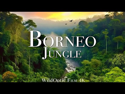 Borneo Jungle 4K – Amazing Tropical Rainforest in Asia | Cinematic Relaxation Film