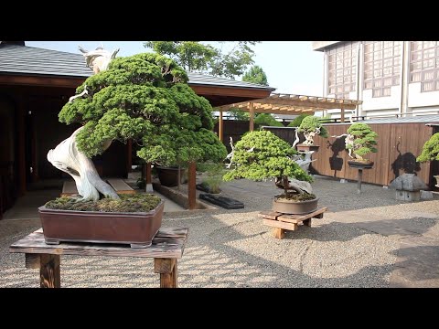 Taikan Bonsai museum by Shinji Suzuki