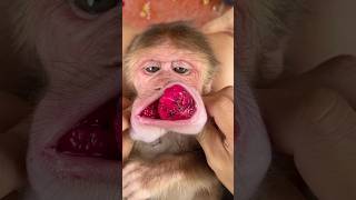 The monkey had a lot of poisonous things in its mouth.