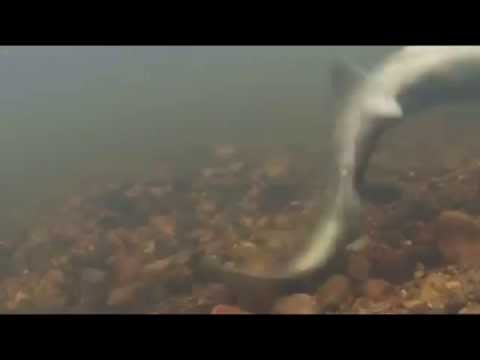 Saranac river Atlantic salmon spawning 2014 !