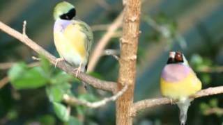 Acte 8/10 - Requiem pour un esclave, Requiem for a slave &quot;AMEN&quot;  Nicolas BROCHET