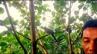 Download lagu Tiga kali pasang points 2 ekor mp3