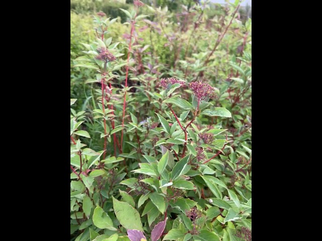 Дерен кроваво-красный Анна Винтер Оранж (Annys Winter Orange)