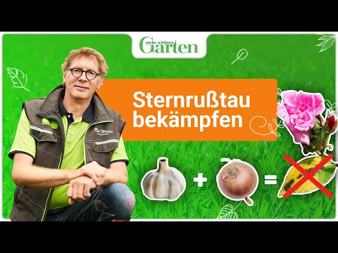 , title : 'Sternrußtau an Rosen bekämpfen – so klappt’s ohne Chemie!'