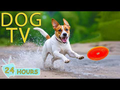DOG TV: Videos Entertain & Anti-Anxiety for Dogs to Watch All Day When Home Alone - Music for Dogs