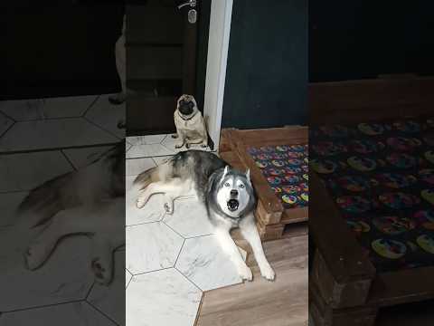 Псовий донос