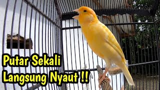 Download lagu Sekali Putar KENARI LAIN Langsung Nyaut !! mp3