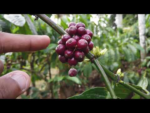 Formigas 🐜 lutam no café HD