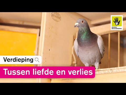 Verloren duiven in de duivensport