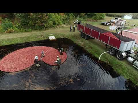 Cranberry Harvest Day Taunton MA