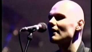 The Tale of Dusty and Pistol Pete