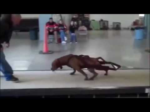 Pit Bull Treino Motivacional