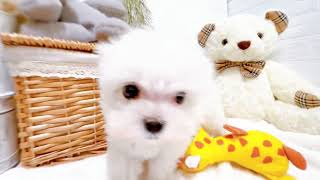 マルチーズの動画01