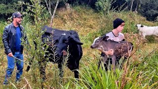 Lida da em família na roça Vaca parida/Colhendo Abóbora/ mFazendo doce de leite no fogão a lenha e +