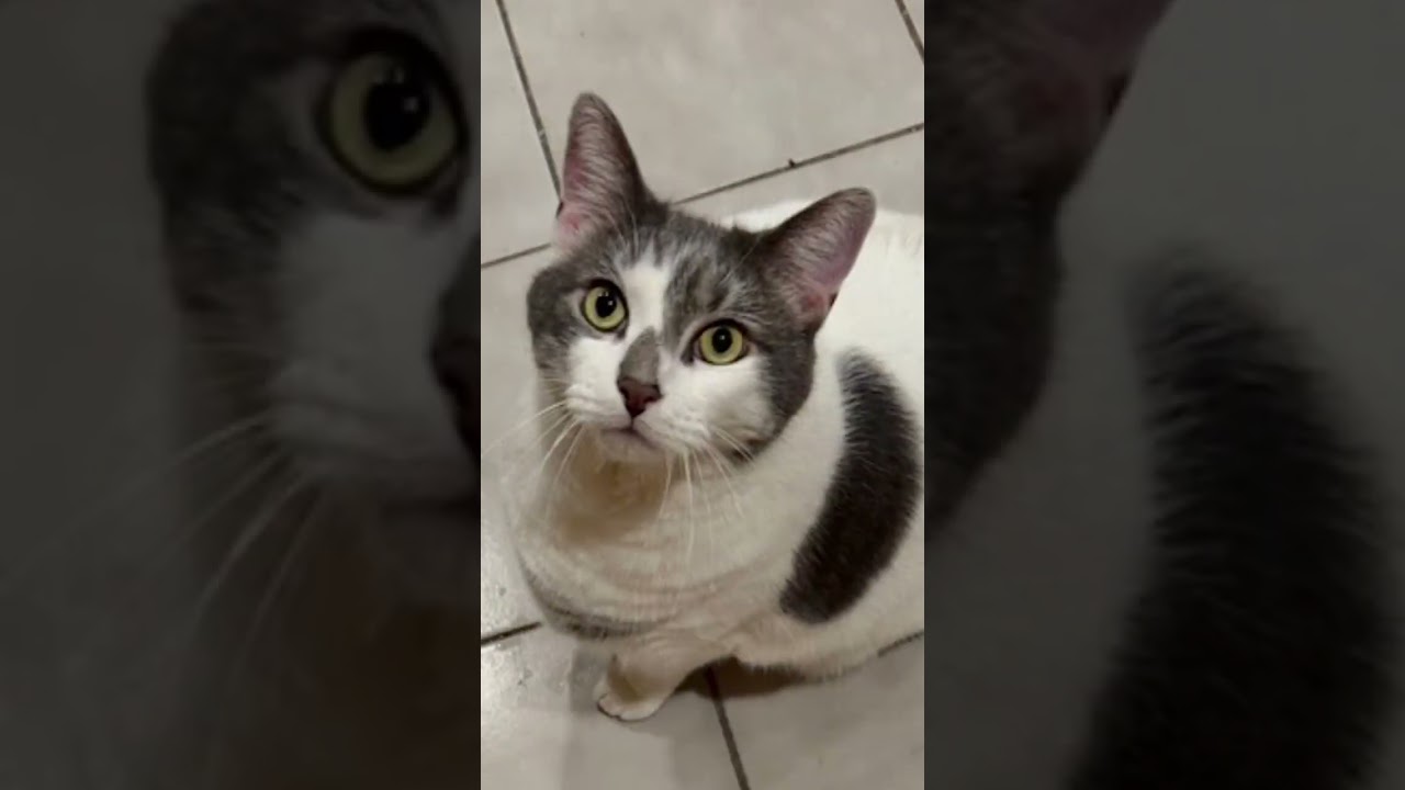 Enlarge Kittycat, a Adoptable Domestic Short Hair in Franklin Square, NY video 6/6
