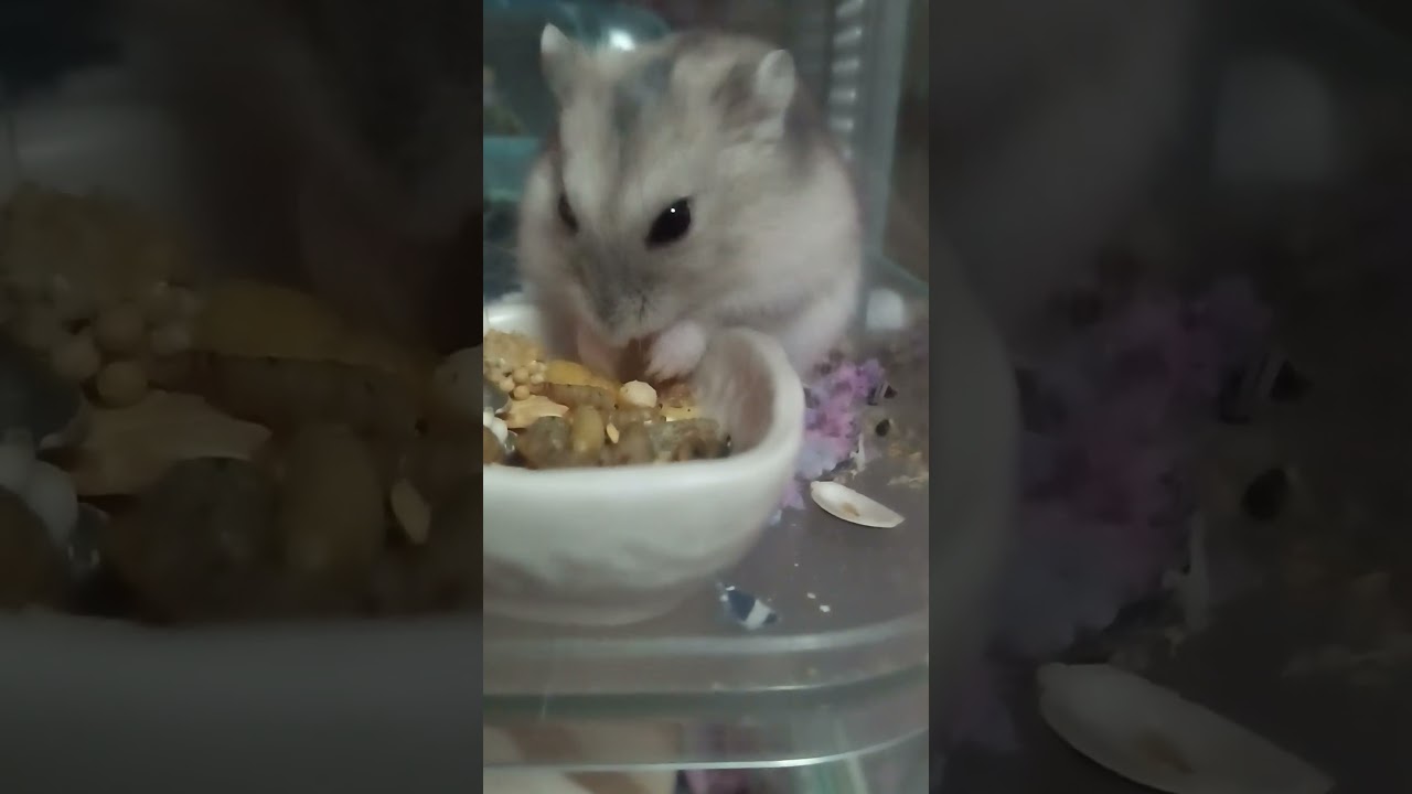 ご飯モグモグ#ハムスター