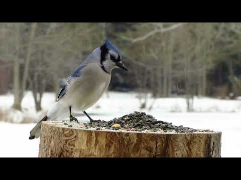 Blue jays picking up and dropping peanuts in the snow