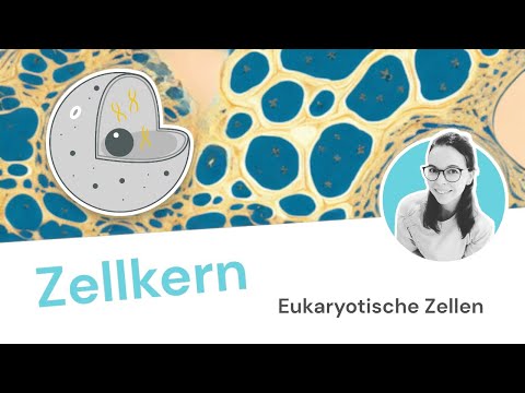 Eukaryotische Zellen: der Zellkern (Nucleus, Karyon, Nucleolus)