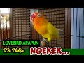 LOVEBIRD Apapun Di Bikin NGEKEK SUARA Burung Lovebird Fighter Pas Untuk Merangsang LB Cepat Ngekek