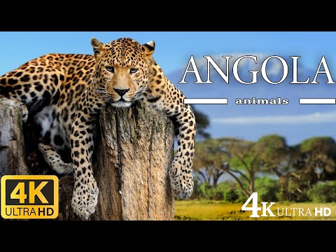 BIG CATS 8K Ultra HD – Tiger, Lion, Cheetah, Leopard, Jaguar, Lynx
