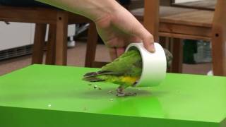 Kili Senegal Parrot - Crawl Through Tube Trick