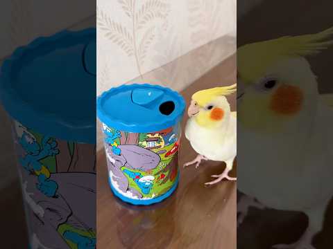 Bird training: Smart Cockatiel and his skills with bird toys #birdtraining #cute #animals