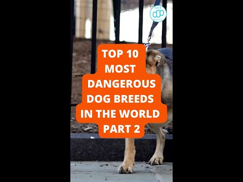 Top 10 Most Dangerous Dog Breeds in the World Part 2 #shorts