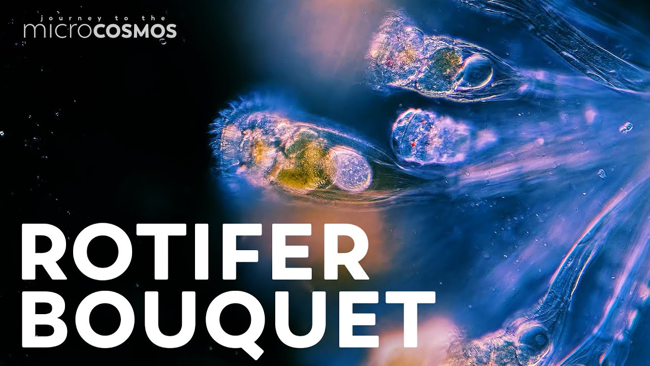 These Rotifers Glue Themselves Together