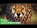 Wildcats Africa Free Documentary Nature