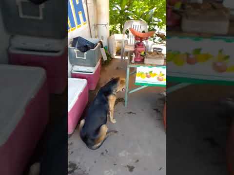 El perrito que encuéntra Heriberto