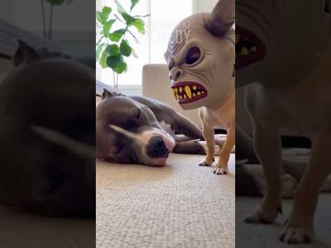 Dog Scares The Sh*t Out of His Pitbull Friend! 😱🐶