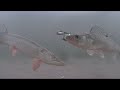 Video Thumbnail for -40 Extreme Cold Walleye And Northern Pike Underwater Camera Footage
