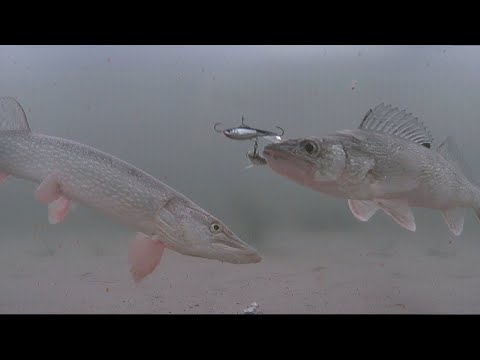 -40 Extreme Cold Walleye And Northern Pike Underwater Camera Footage