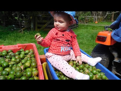 Whole MCT1 integrifolia Macadamia plant