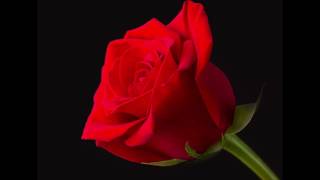 yngwie malmsteen - I&#39;d Die Without You (Offical Music Video)