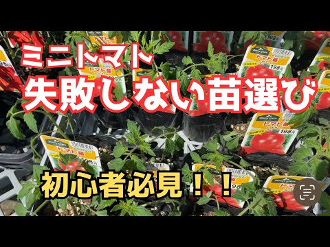園芸 トマトの選び方は?
